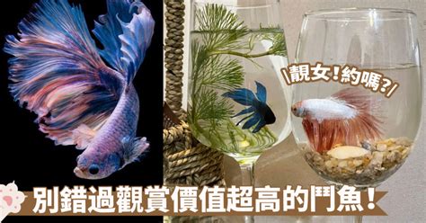 養蝦風水|養魚風水指南：位置高度與飼養條數大公開 